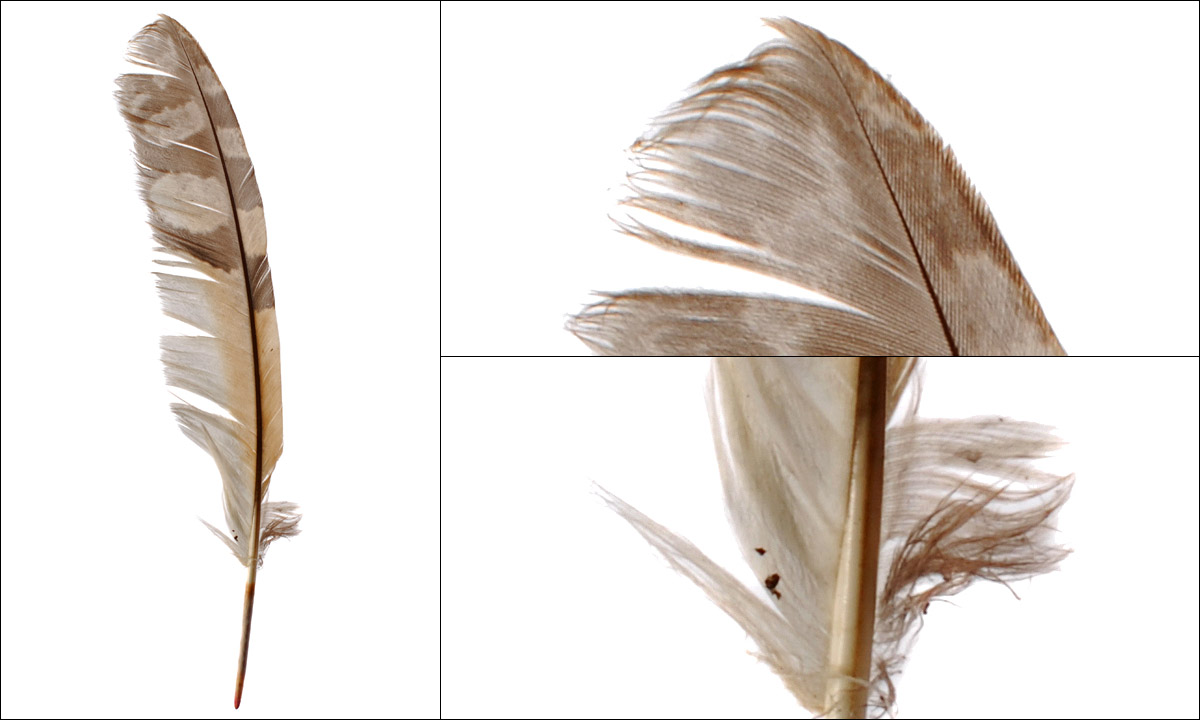 Drawing feathers